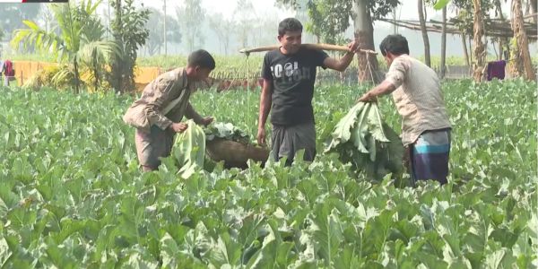 ফুলকপি এক টাকায় বিক্রি, লাভ নেই